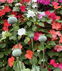 Petals and poppies by Judith Mcintyre