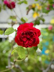 Rose by Iain Alden
