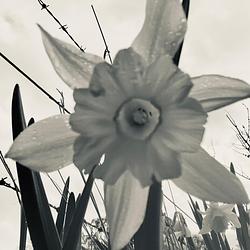 White Sun ☀️  by Karima Hammadi