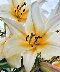 Lilies at A&A’s by Karima Hammadi