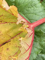 Rhubarb by Rachel Kennedy