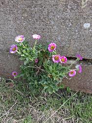 Will grow anywhere by Christopher Bremner 