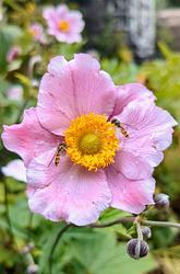 A Pretty Pair by Louise M