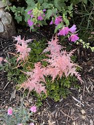 Astilbe by Ruth Bremner