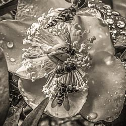 Looking closely by Keith Davidson