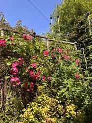 Rambling roses by Ruth Bremner