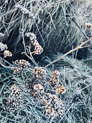 Crispy morning  by Karima Hammadi