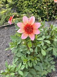 Dahlia by Ruth Bremner