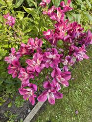 Peruvian lilys by Ruth Bremner