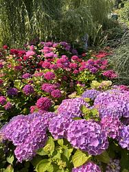 Hydrangea by Ruth Bremner