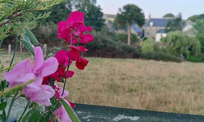 Sweat Peas by peter tumelty