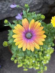 In Bloom by Nieve Hughes