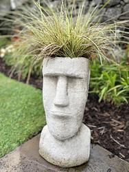 Crazy hair plant by Ellie Mae stewart