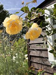 Yellow shrub rose by Ruth Bremner
