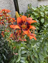 Forever Susan asiatic hybrid lily by Ruth Bremner