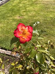 Floribunda rose cultivar by Ruth Bremner