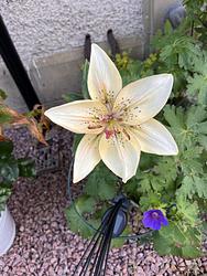 Asiantic hybrid lily by Ruth Bremner