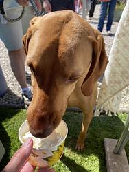 Ruby eating skooshy cream by Mandy Connal