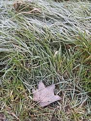 Frosty leaf 🍁  by Karima Hammadi