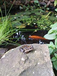 Wee puddock by Lynn Wolk 