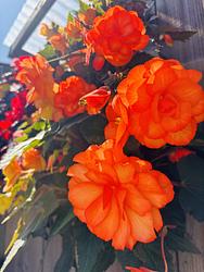 Begonias by Leanne Cathcart