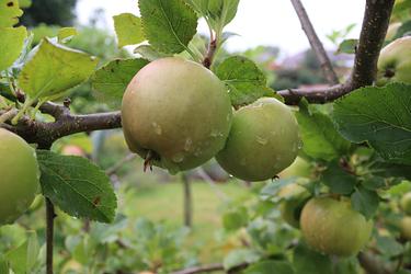 Apple tree by Louise Simpson
