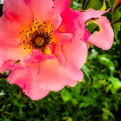 Pink by Keith Davidson
