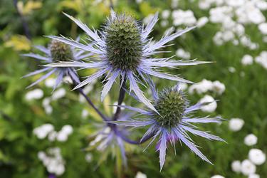 Sea Holly by Louise Simpson