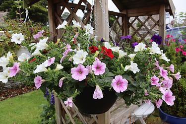 Petunia Pergola by Louise Simpson