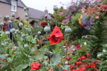Open Garden by Louise Simpson