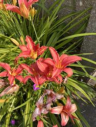 Daylilys by Ruth Bremner