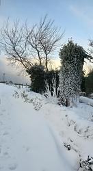 The Ivy and The Snow Drift by Peter Tumelty 